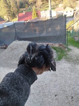 Ayam cemani - 2