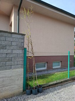 Predám breza previsnutá sadenica - 200cm - 2