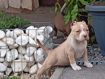 American bully pocket - 2