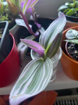 Tradescantia nanouk (tradeskancia nanouk) - 2