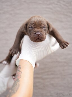 Bandog , Molos , Mastif - 2