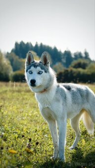 Fenka sibírsky husky s PP - 2