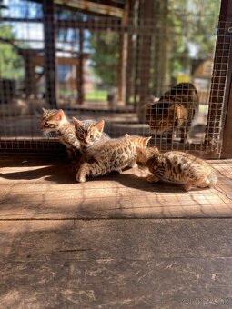 Bengálska mačka - 2