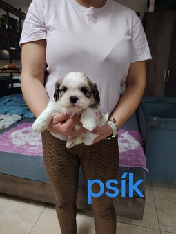 Rozkošné šteniatka shih-tzu(shitzu,shihtzu) - 2