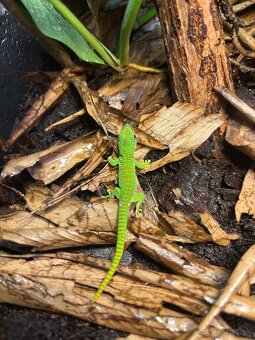 Felzuma madagaskarska/Phelsuma grandis - 2