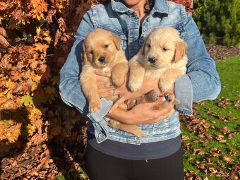 Zlatý retriever Golden retriever - 2