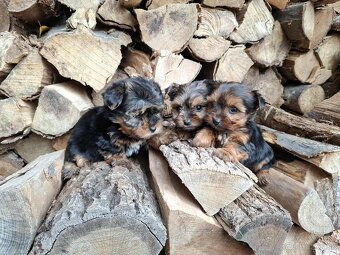 York, Yorkshire, Yorkshirsky terier, mini yorkshire - 2