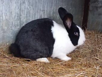 Sarissky obrovity - 2