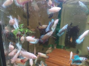 Predám bojovnice - 2