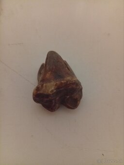 Predaj zubov jaskynného medveďa - 2