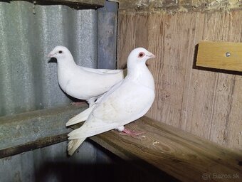 Poštové holuby - 2