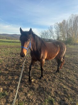 4 ročná kobylka - 2