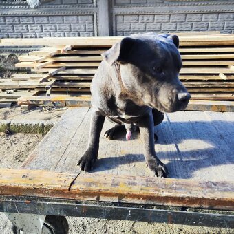 Stafordšírský bulteriér bullterrier modry psik - 2
