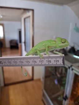 Chameleón jemensky - 2