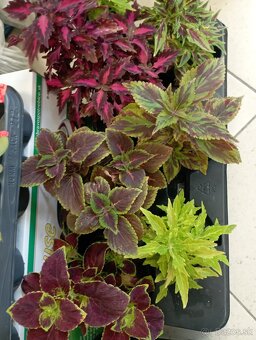 Coleus - 2