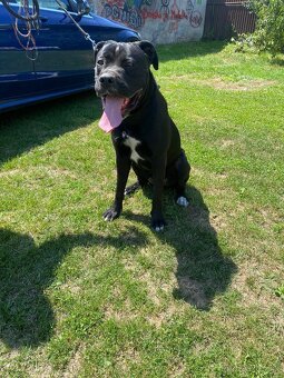 Cane corso - 2