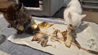 Darujem kocúriky - 2