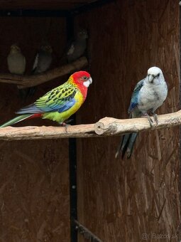 Predam Rozela pestra modra Step na modre - 2