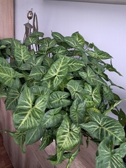 Predám izbové rastliny - 2