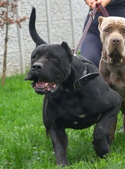 Bandog na krytie - 2