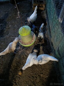 Nasadové vajíčka - 2