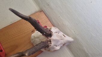 Predám rohy a parožie - 2