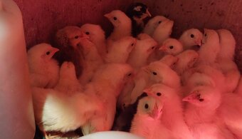 kurčatá, kuriatka, kurčiatka - 2