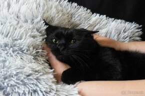 Darujem krásnu čiernu mačičku - puma Nelly - 2