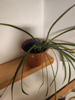 Rastlina zelenec (Chlorophytum comosum) - 2