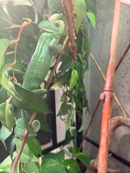 Chameleón jemensky - 2