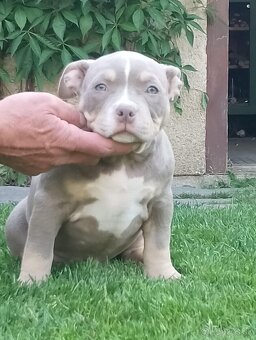 AMERICAN BULLY - 2