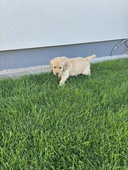Zlatý retriever - 2