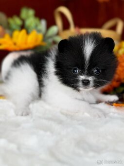 Pomeranian mini - 2