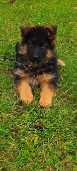 Nemecký ovčiak šteniatka - 2