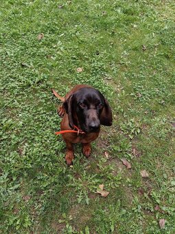 Predám bavorského farbiara s PP - 2