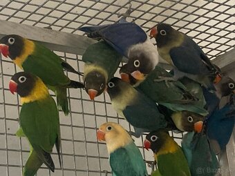 Agapornis škraboškový - 2