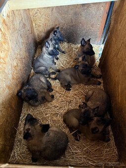 Belgické ovčiaky - 2