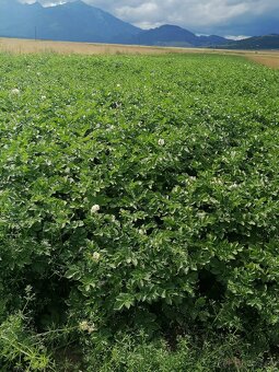 Predám sadbove zemiaky - 2