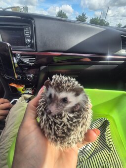 Ježko bielobruchý - 2