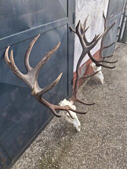 Trofeje, parožie, zhody - 2