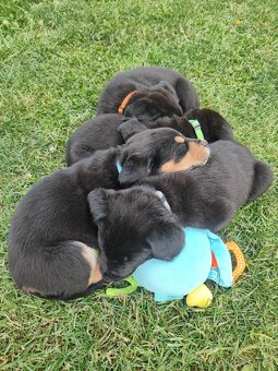 Labrador čierny šteniatko - labradorský retríver - 2