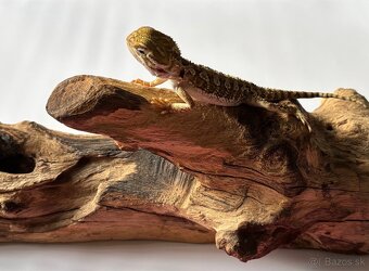 Mláďatá Agamy Trpasličej ( Pogona Henrylwasoni ) - 2