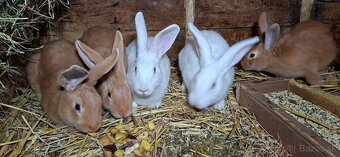 Hyla králik a Burgundký kralik - 2