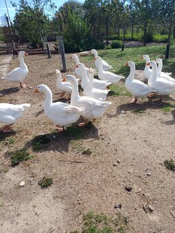 Predám brojlerové husy - 2