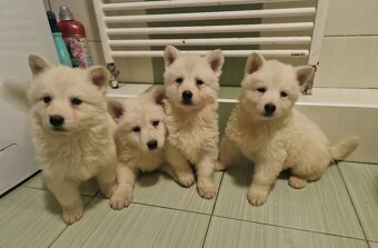 Biely švajčiarský ovčiak s PP - 2