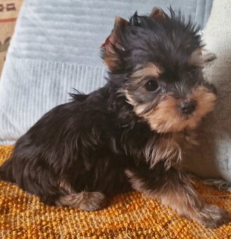 yorkshire terier - 2