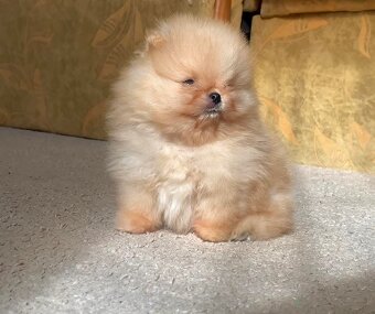 Pomeranian - 2