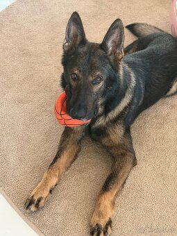 Nemecký ovčiak s PP - 2