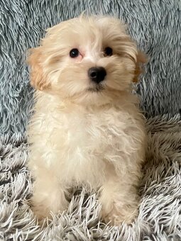Maltipoo - 2