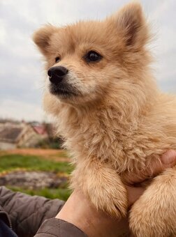 Pomsky, dvojfarebné oči - 2